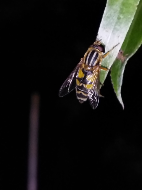 Helophilus trivittatus - nagy mocsárilégy
