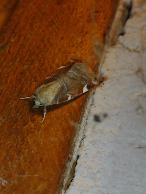 Cosmia diffinis - szilfa-lombbagoly
