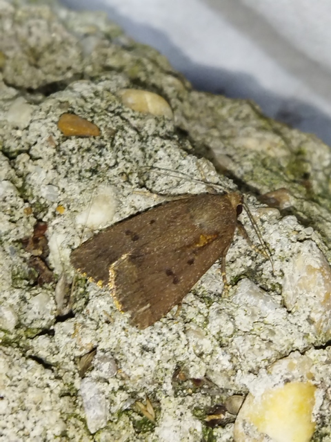 Amphipyra tragopoginis - bakszakállbagoly