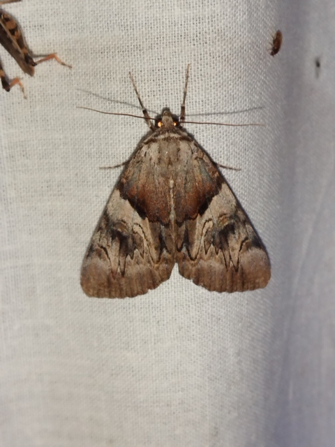 Catocala fulminea - galagonya-övesbagoly