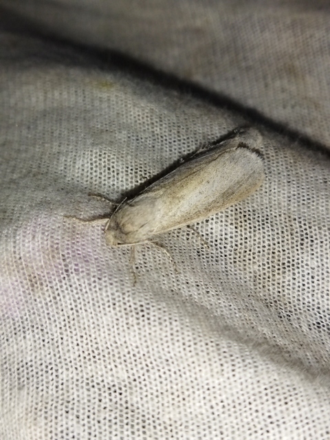 Phragmataecia castaneae - nádfúrólepke
