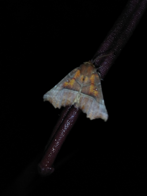 Scoliopteryx libatrix - vörös csipkésbagoly