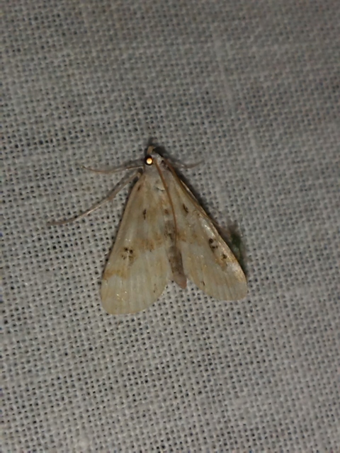Parapoynx stratiotata - közönséges vízimoly