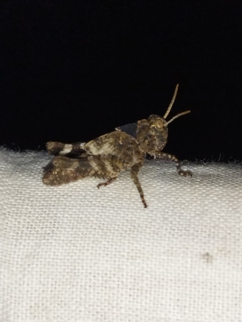 Oedipoda caerulescens - kékszárnyú sáska