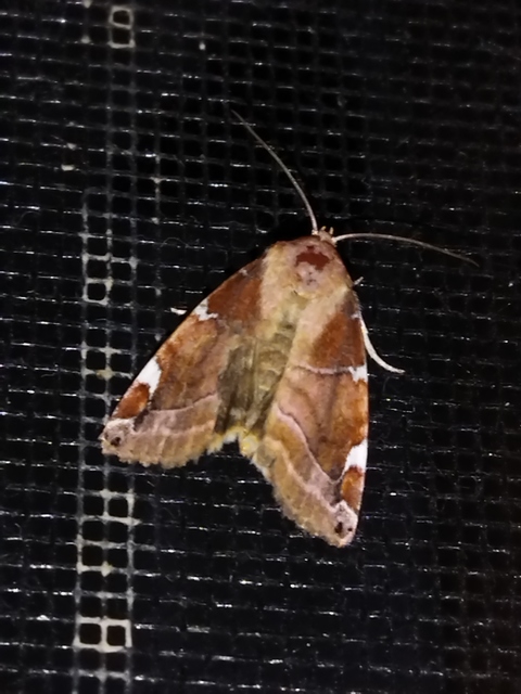 Cosmia diffinis - szilfa-lombbagoly