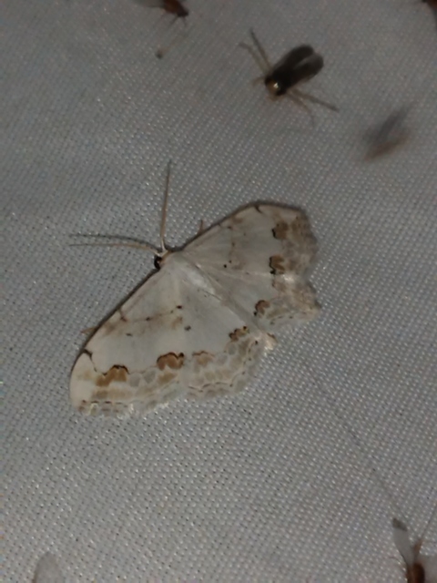 Scopula ornata - díszes fehéraraszoló