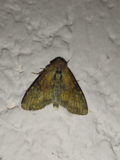 Loscopia scolopacina - csinos dudvabagoly