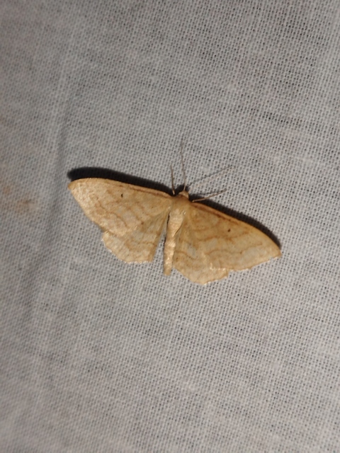 Idaea rufaria - vörhenyes sávosaraszoló