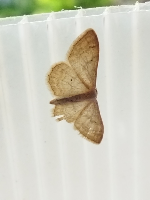 egyszínű sávosaraszoló - Idaea deversaria