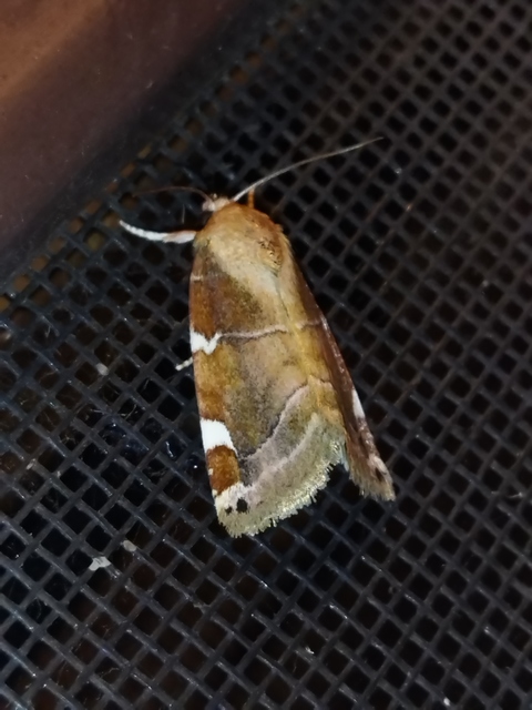 Cosmia diffinis - szilfa-lombbagoly