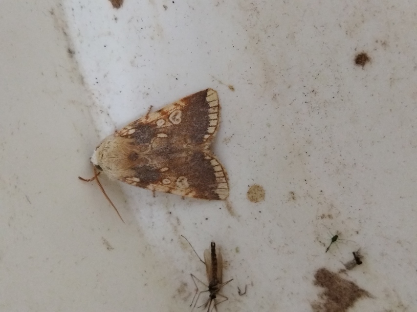 sárga tölgybagoly - Dicycla oo