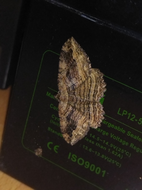 Philereme transversata - varjútövis-araszoló