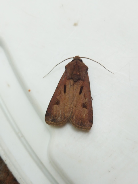 felkiáltójeles földibagoly - Agrotis exclamationis