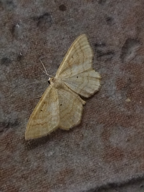 Idaea rufaria - vörhenyes sávosaraszoló