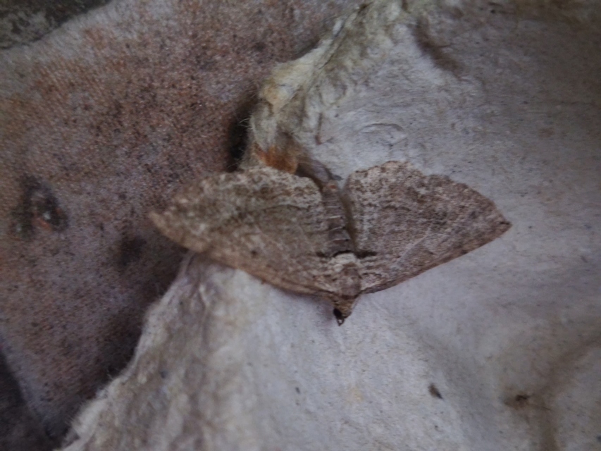 fakó iszalagaraszoló - Horisme tersata