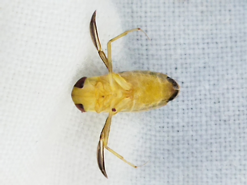 Corixidae - búvárpoloskák Corixidae - búvárpoloskák
