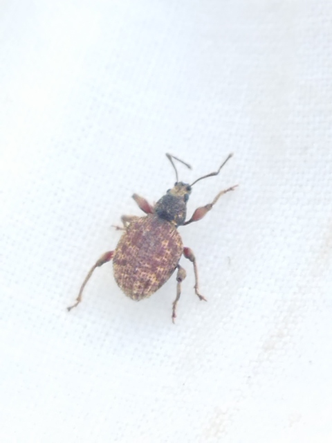 Otiorhynchus crataegi - galagonya-gyalogormányos
