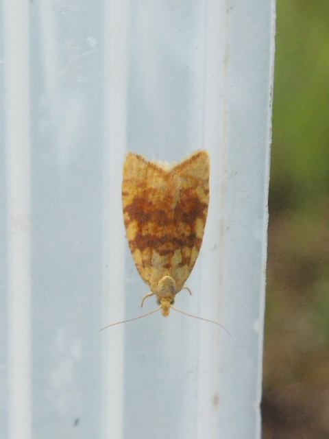 Aleimma loeflingiana - tölgylevél-sodrómoly Aleimma loeflingiana - tölgylevél-sodrómoly