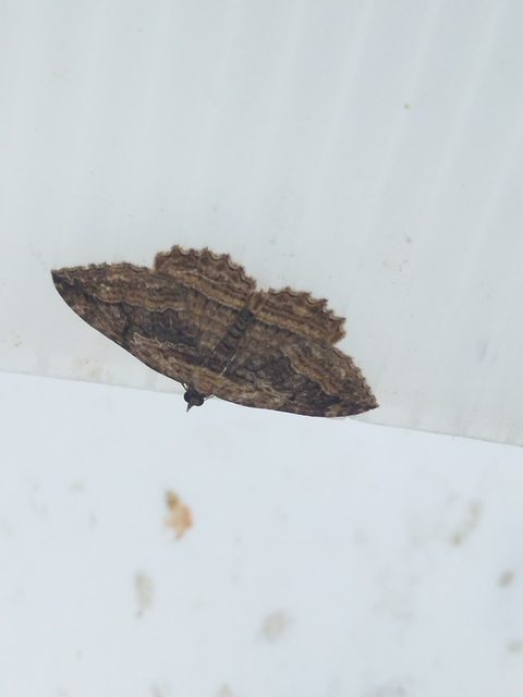 Philereme transversata - varjútövis-araszoló