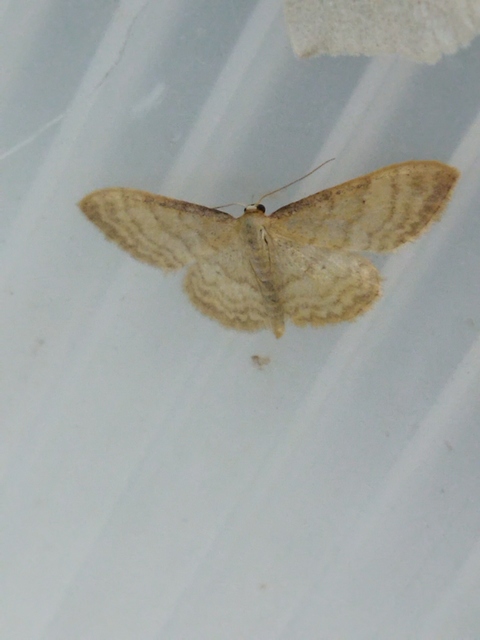 Idaea fuscovenosa - szürkeszélű apróaraszoló
