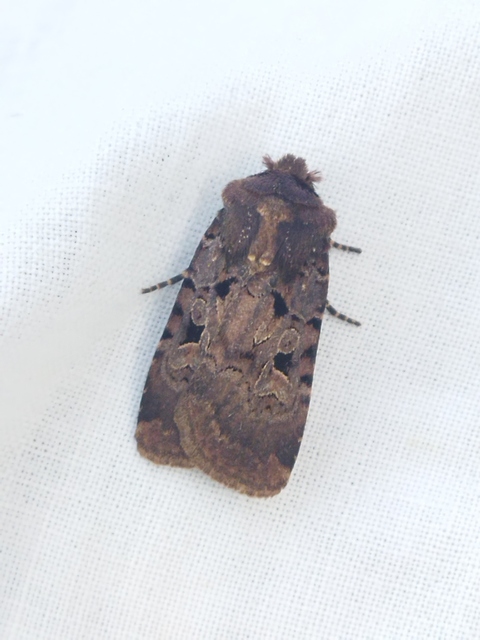 Chersotis rectangula - barna földibagoly
