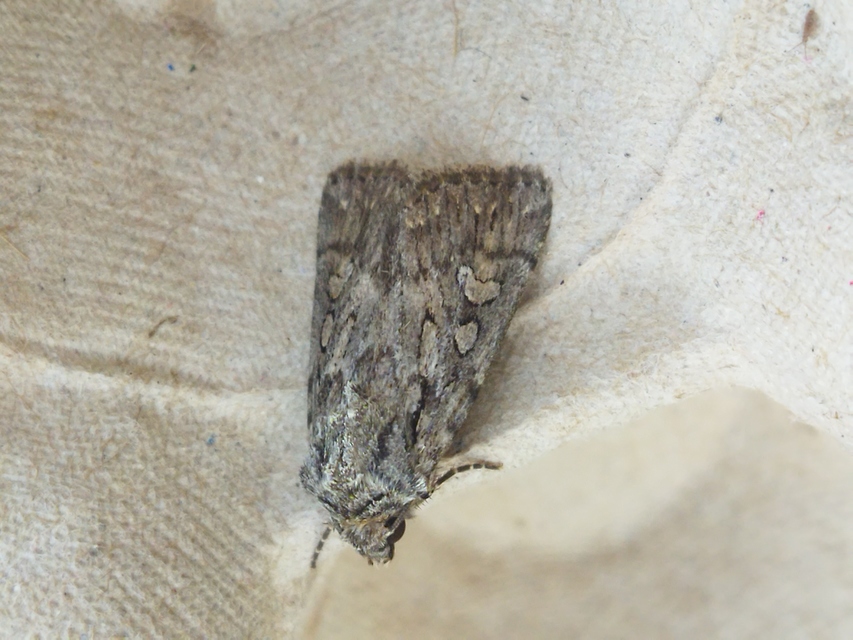 Dichagyris forcipula - szürkésbarna földibagoly