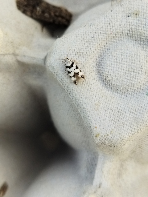 Pseudotelphusa scalella - moharágó sarlósmoly