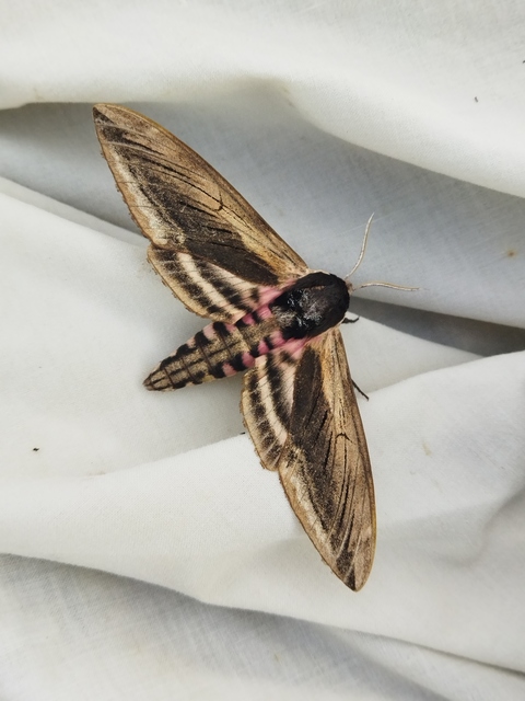 Sphinx ligustri - fagyalszender