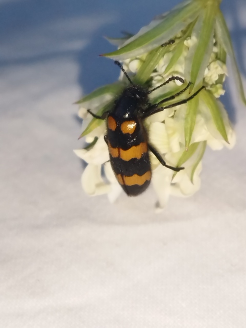 Mylabris variabilis - szalagos hólyaghúzó