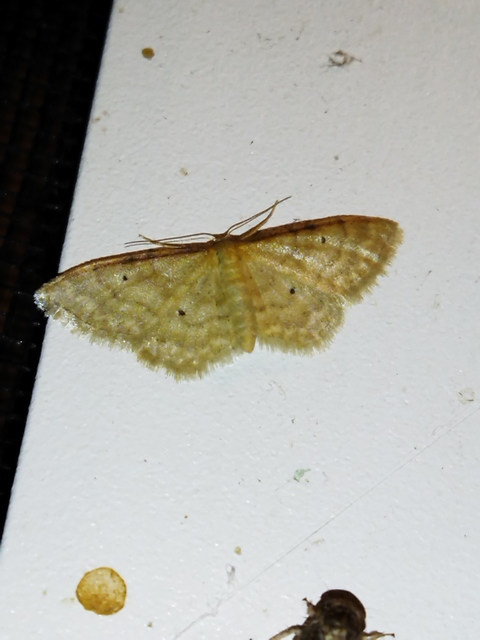 Idaea humiliata - vörösszélű apróaraszoló