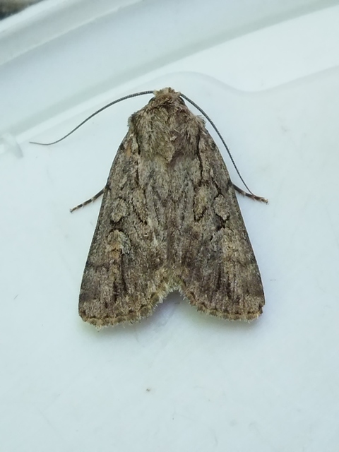 Dichagyris forcipula - szürkésbarna földibagoly