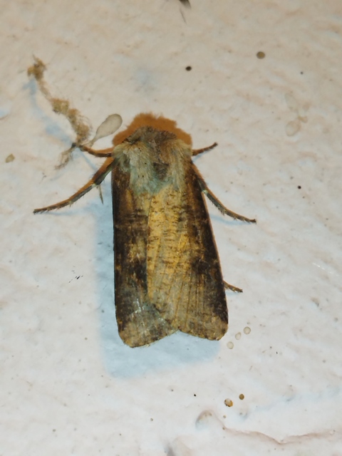 Agrotis clavis - zömök földibagoly