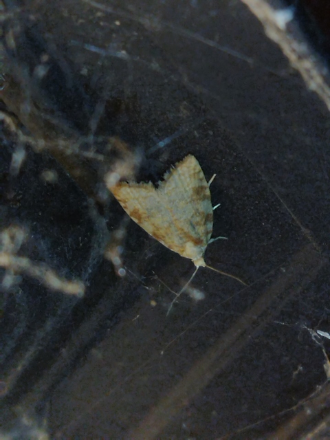 Aleimma loeflingiana - tölgylevél-sodrómoly Aleimma loeflingiana - tölgylevél-sodrómoly