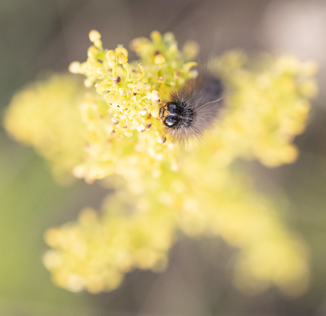 Chelis maculosa - foltos medvelepke