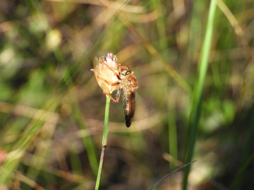 Stenopogon sabaudus