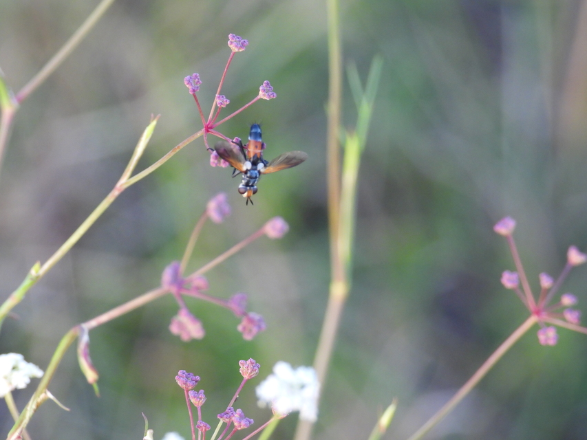 Cylindromyia rufifrons