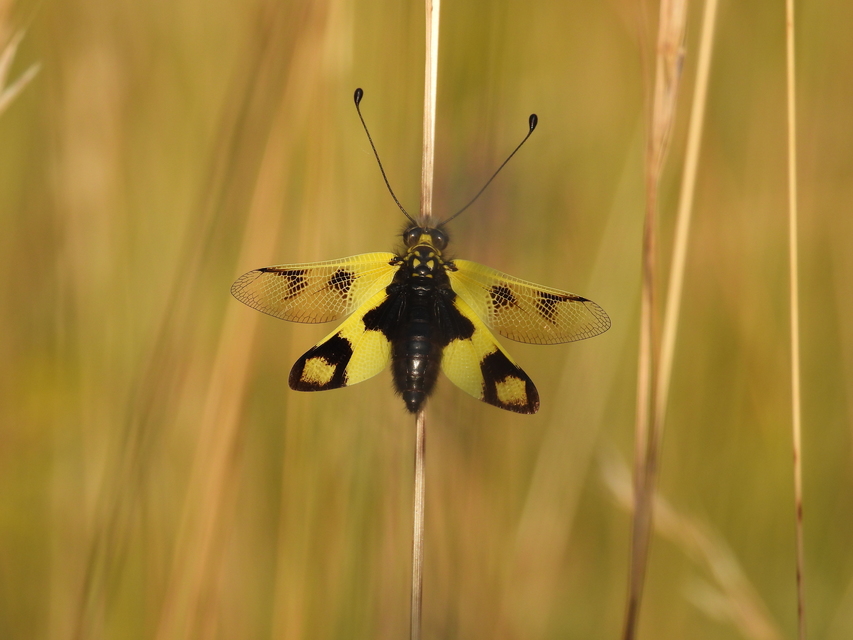 Libelloides macaronius - keleti rablópille