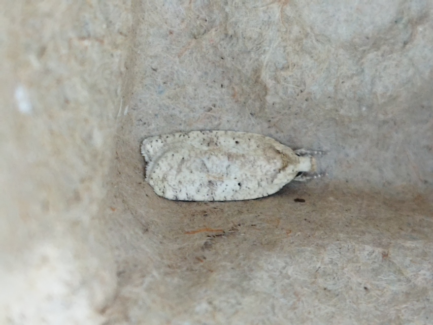 Agonopterix