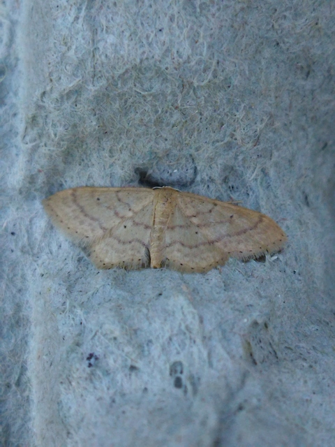 Idaea obsoletaria rufularia - sárgás apróaraszoló