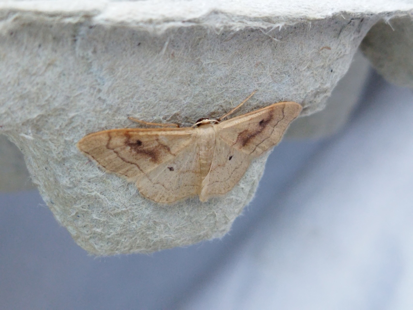 Idaea rubraria - vörössávos araszoló