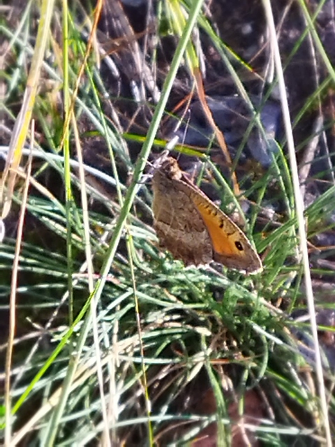 Arethusana arethusa - közönséges szemeslepke