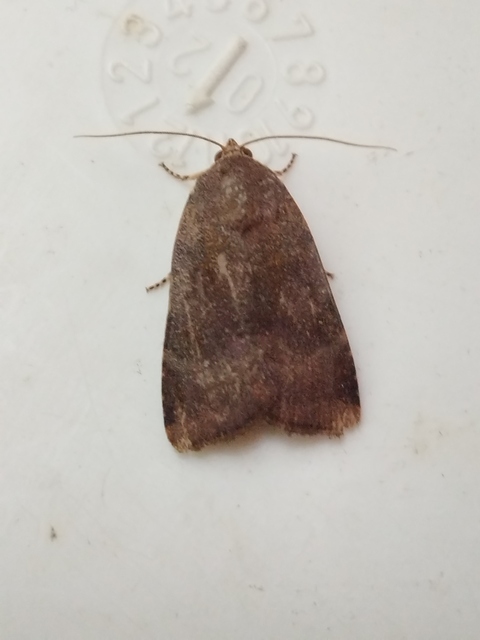 Noctua janthina - tarka sárgafűbagoly
