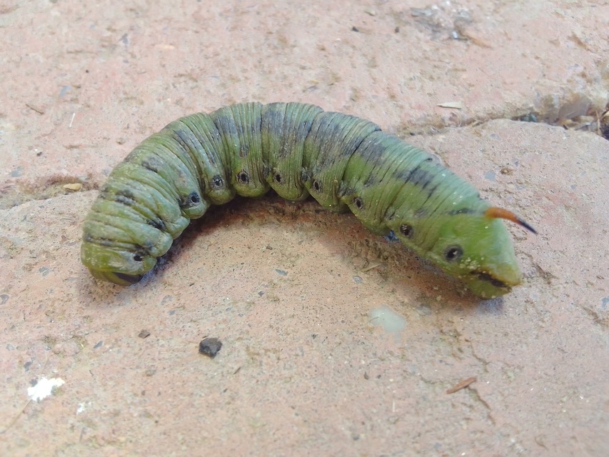 Agrius convolvuli - szulákszender