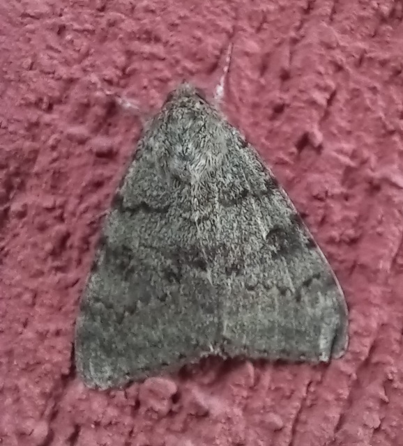 Catocala puerpera - nyárfa-övesbagoly