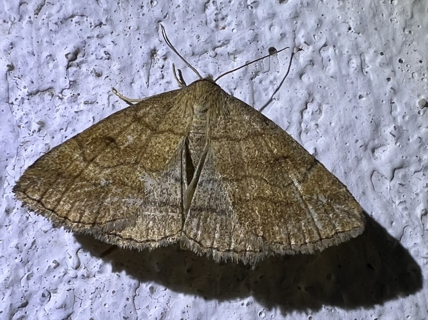 Polypogon gryphalis - láperdei karcsúbagoly