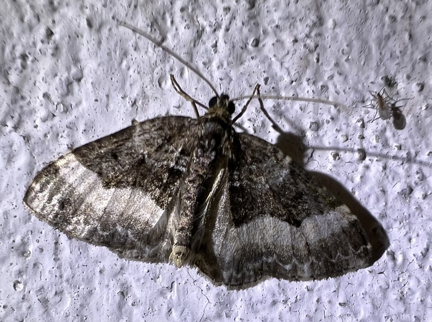 Euphyia unangulata - fogassávú tarkaaraszoló
