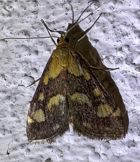 Pyrausta purpuralis - közönséges bíbormoly