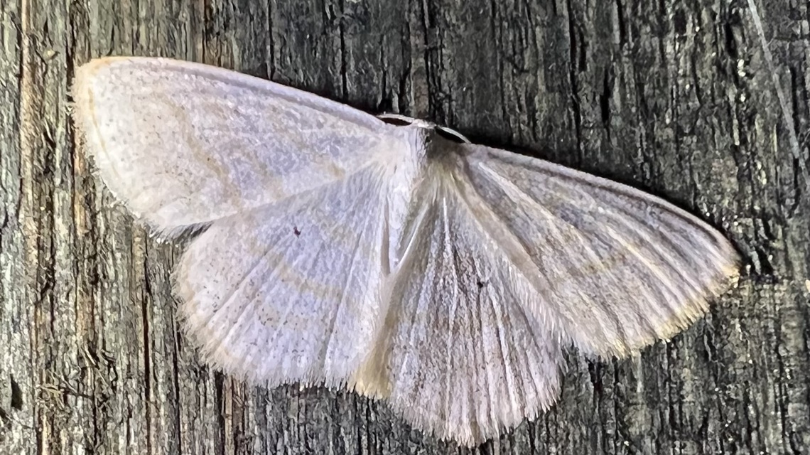 Scopula caricaria - mocsári fehéraraszoló