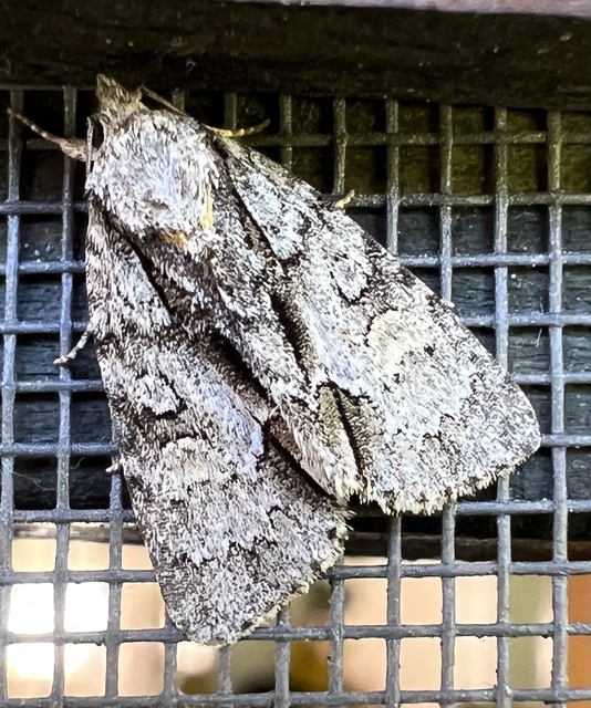 Acronicta strigosa - kis szigonyosbagoly