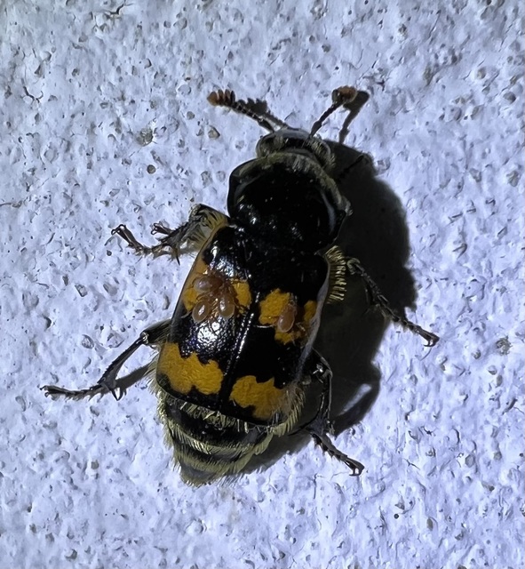 Nicrophorus vespillo - közönséges temetőbogár